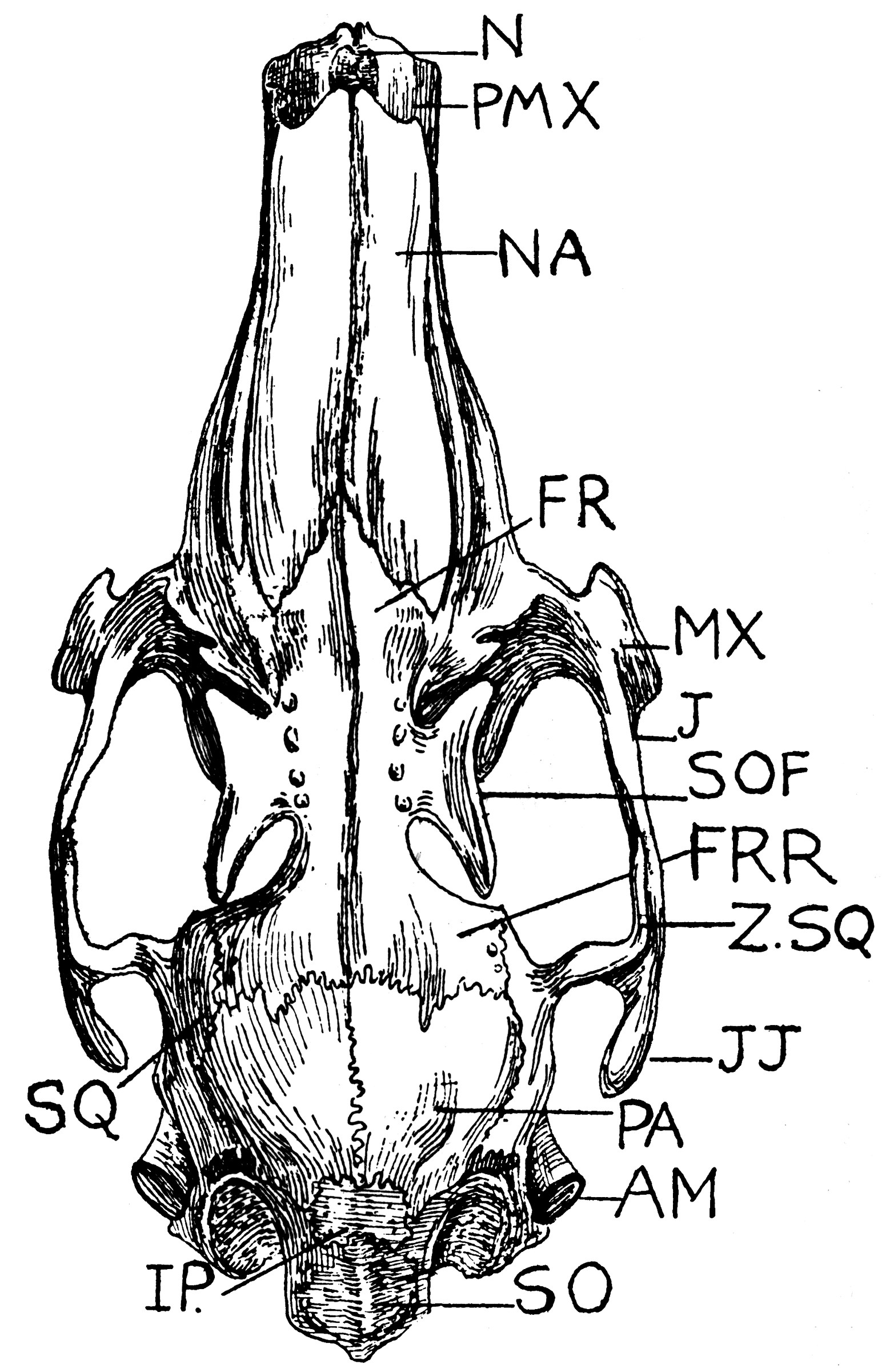 Upper Surface Rabbit Skull ClipArt ETC