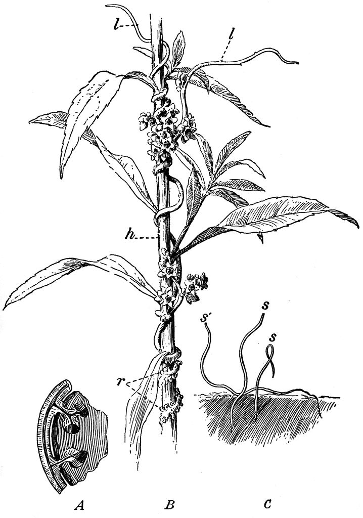 Dodder on Golden Rod ClipArt ETC