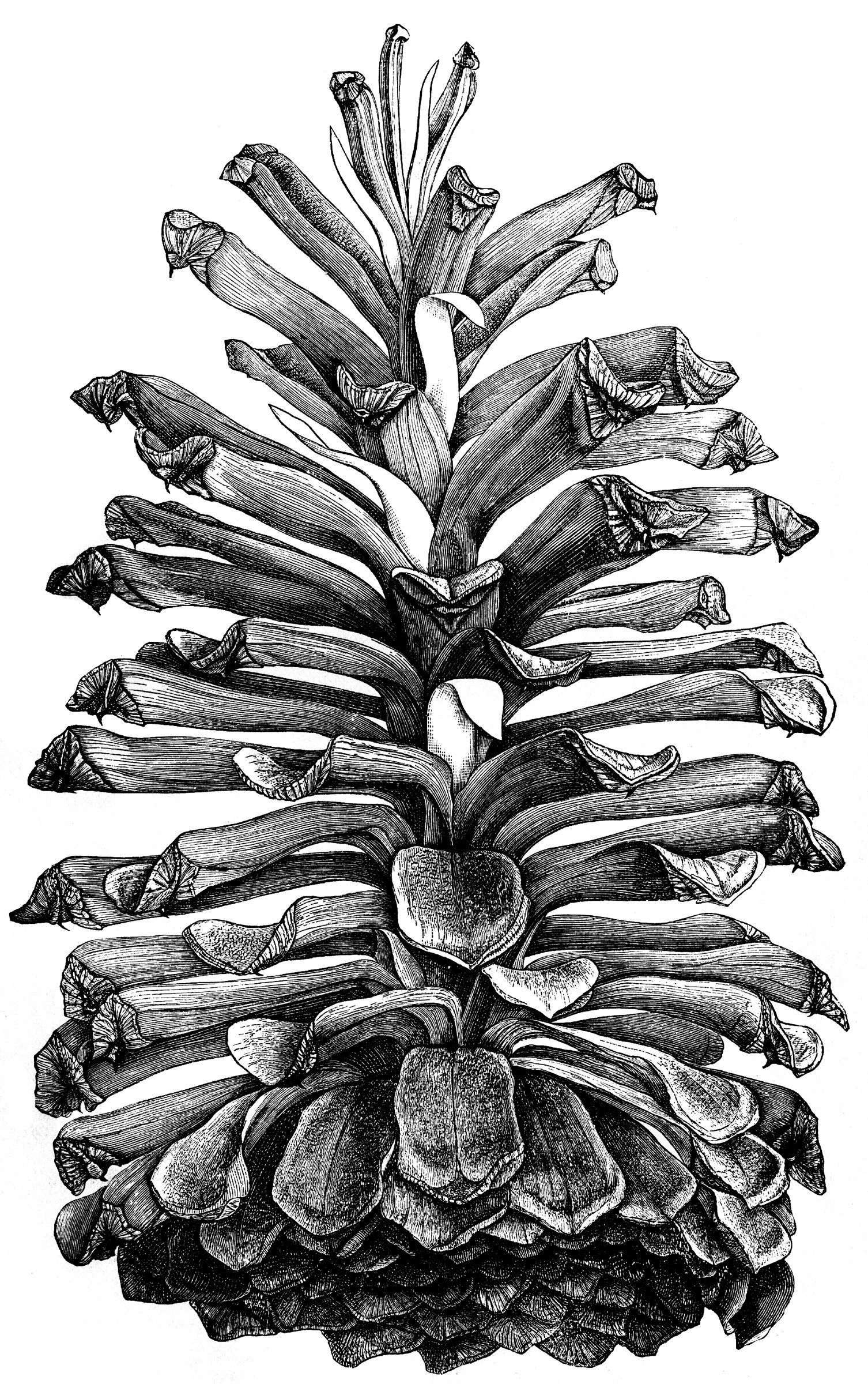 Longleaf Pine (Pinus palustris Mill.). Open cone, natural size