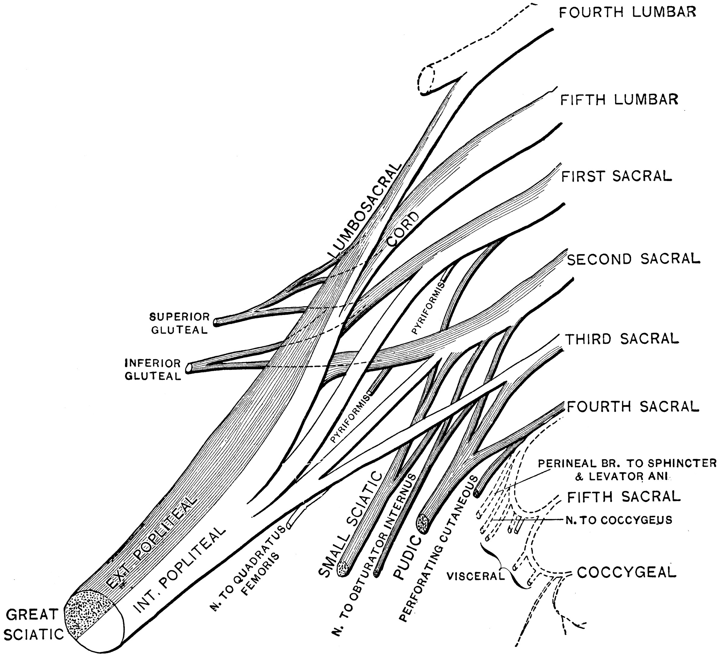 Sacral Plexus with Pudendal Plexus ClipArt ETC
