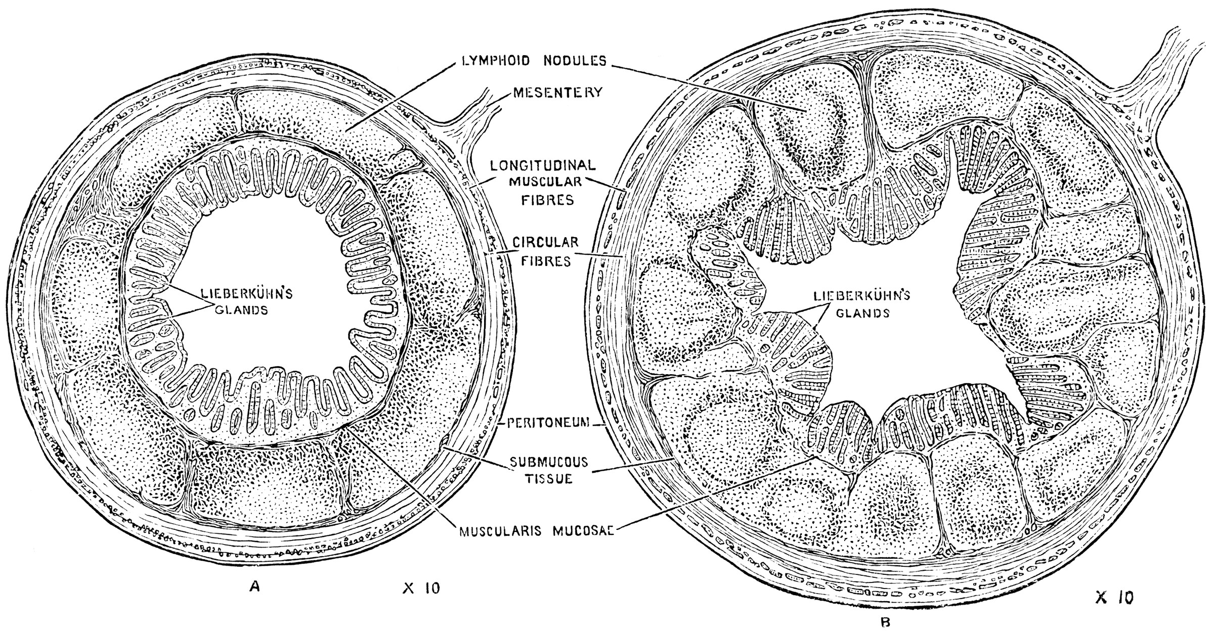 Structure of the Appendix ClipArt ETC