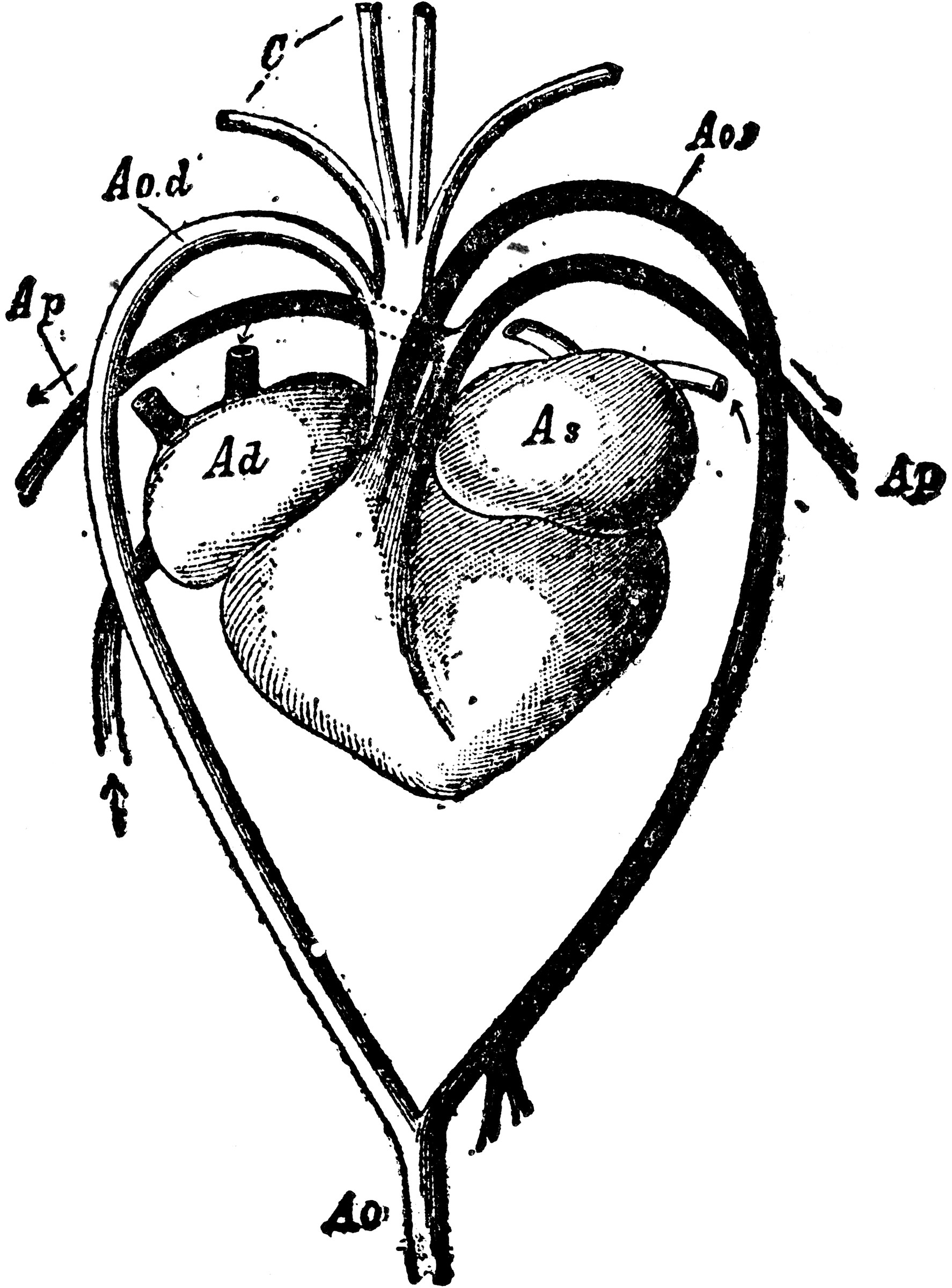 Heart and Blood Vessels of a Turtle ClipArt ETC