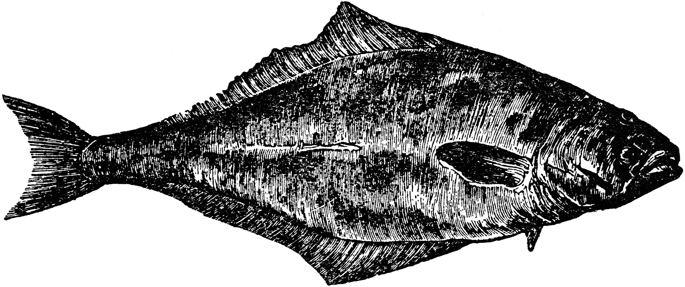 Halibut ClipArt ETC