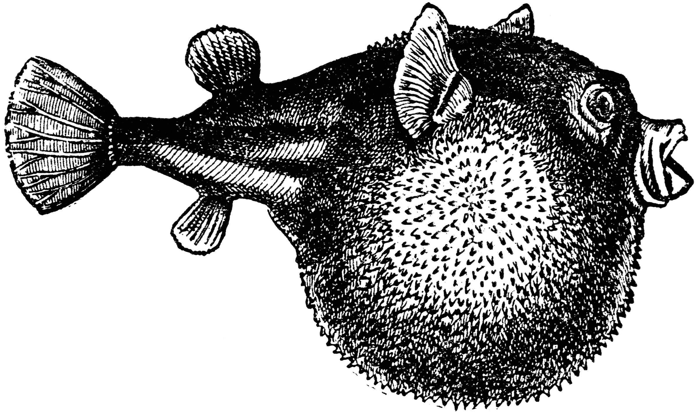 Blowfish ClipArt ETC