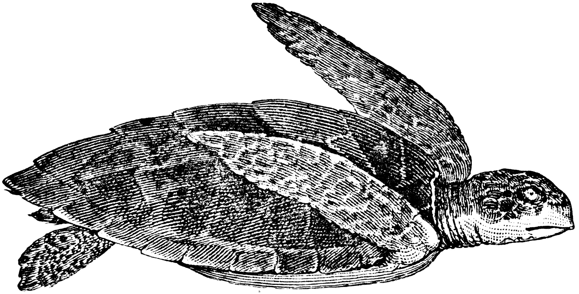 Hawksbill Turtle ClipArt ETC