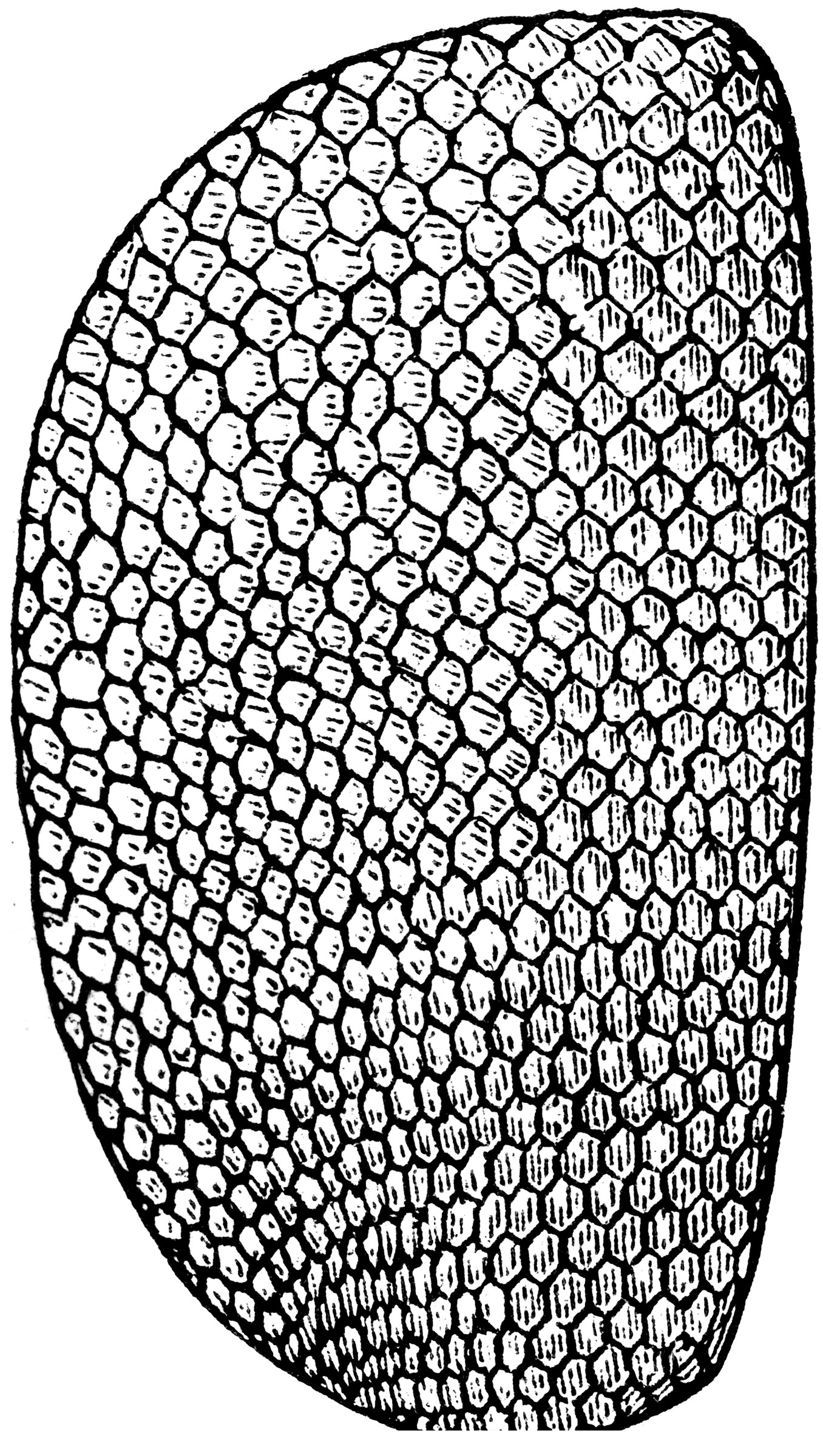 Compound Eye of Housefly ClipArt ETC