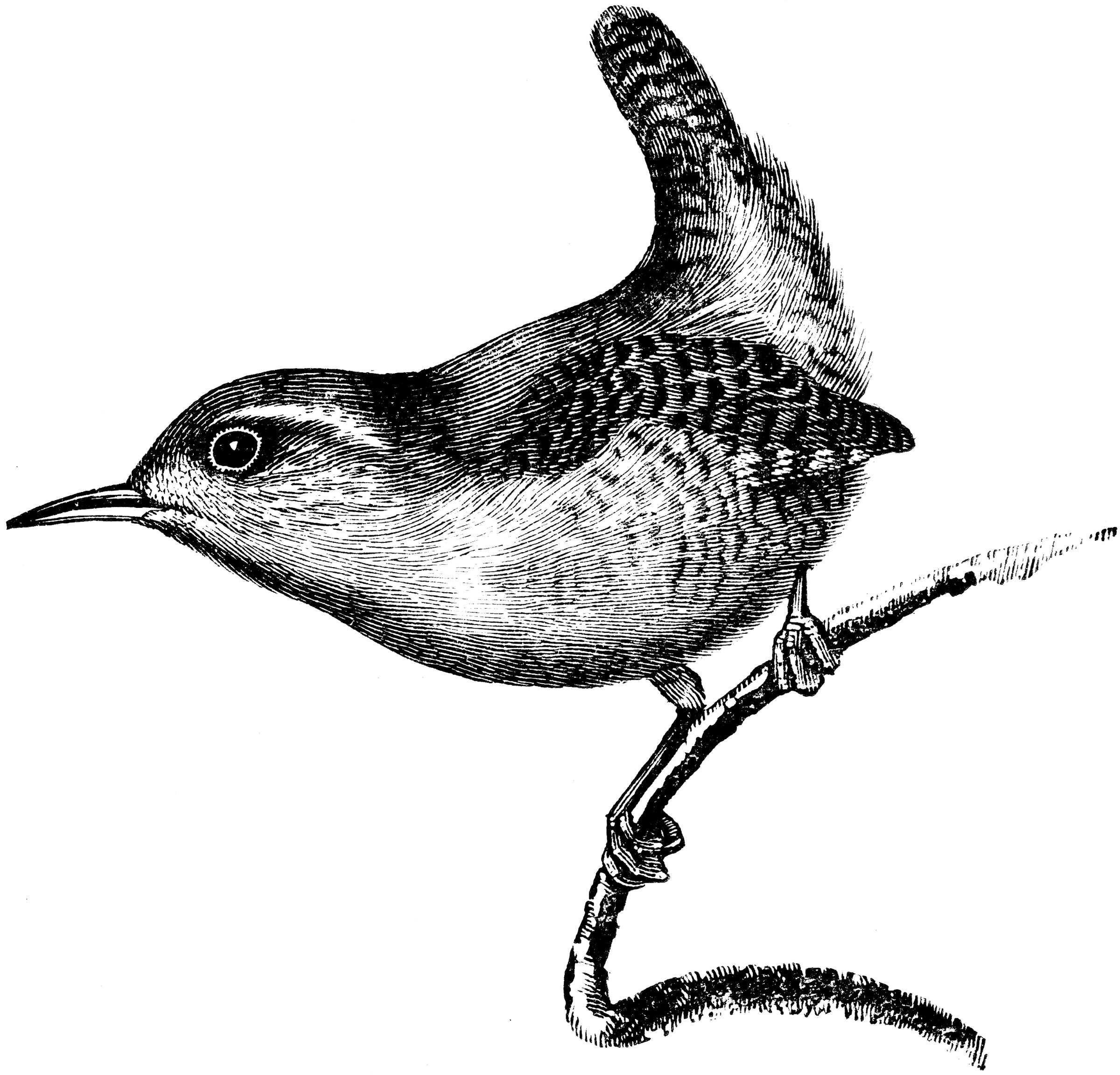 Wren ClipArt ETC