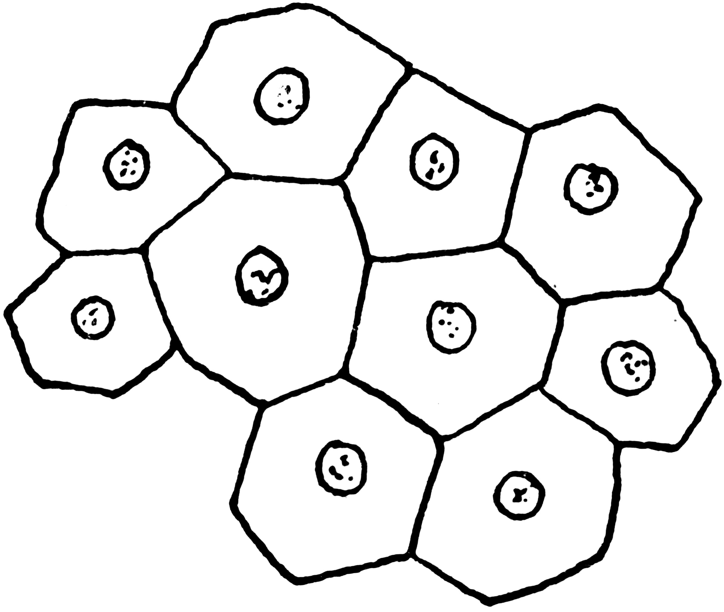 Cell Sections ClipArt ETC