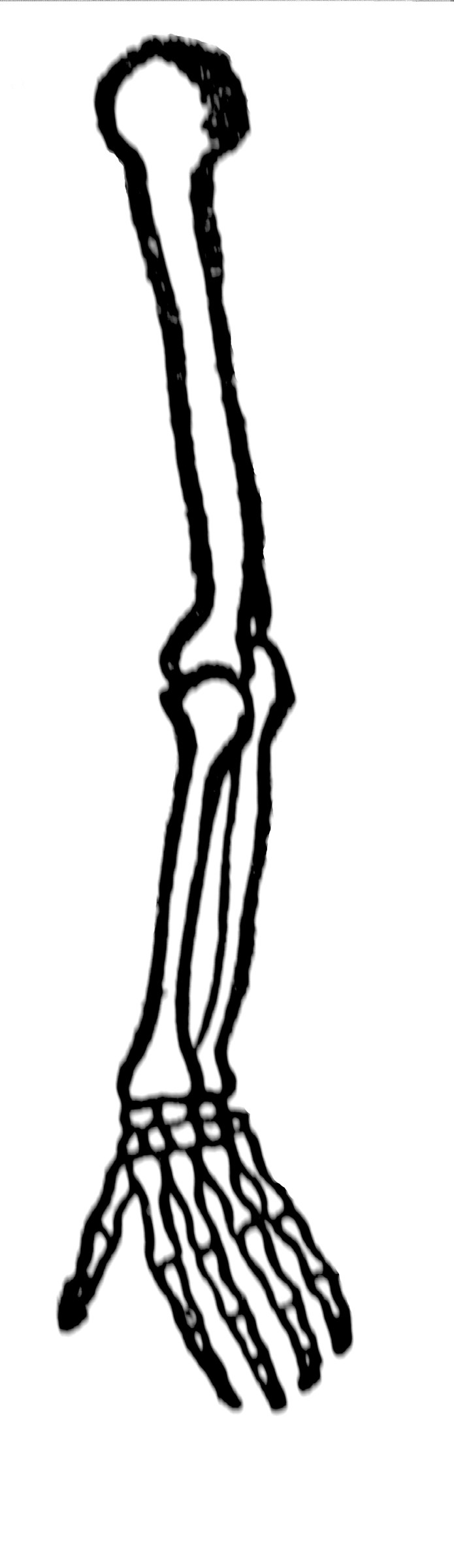 Bones of Arm ClipArt ETC