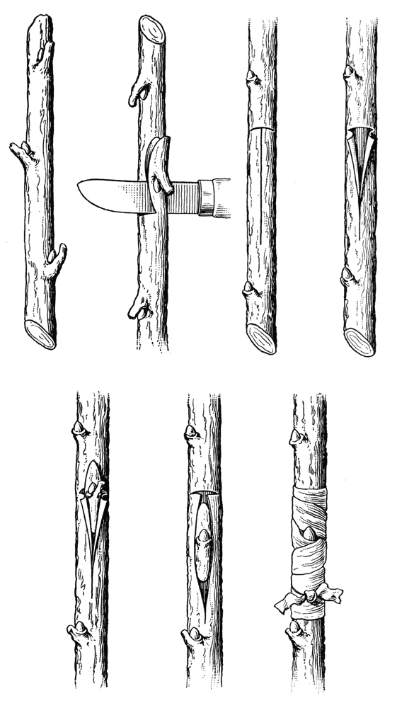 Budding ClipArt ETC