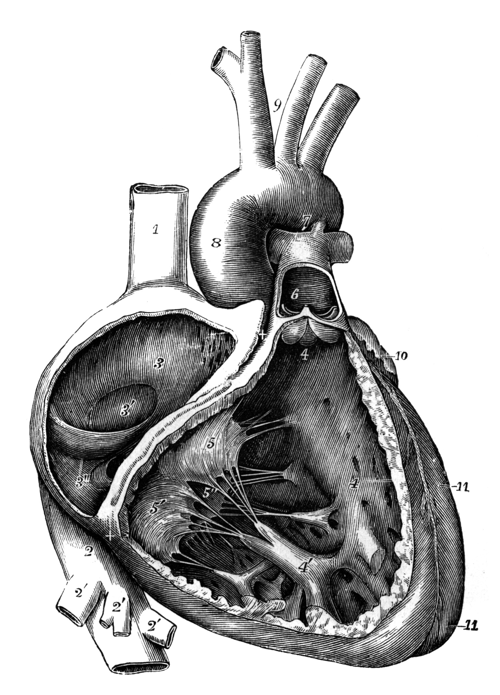 Human Heart ClipArt ETC
