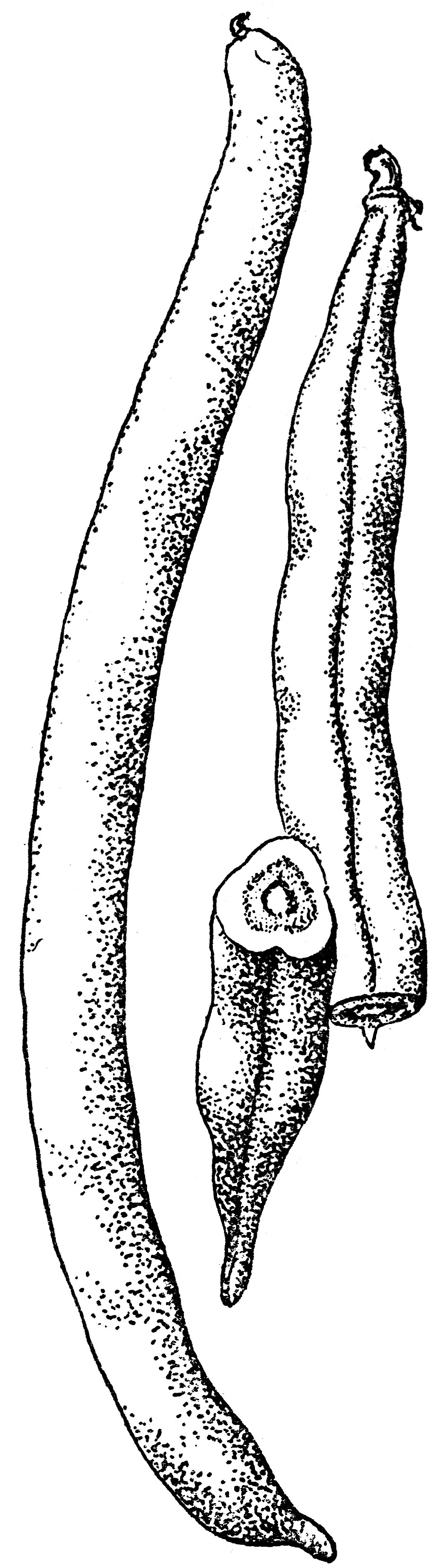 String Bean ClipArt ETC