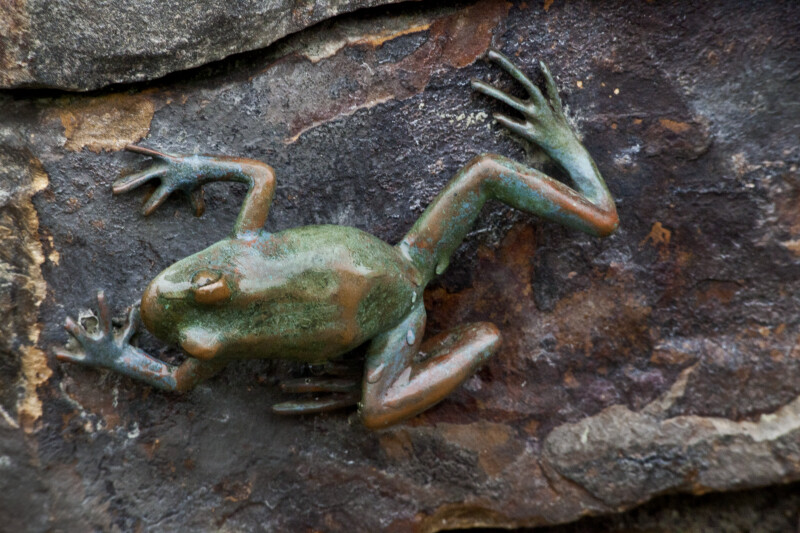 Bronze Frog ClipPix ETC Educational Photos for Students and Teachers