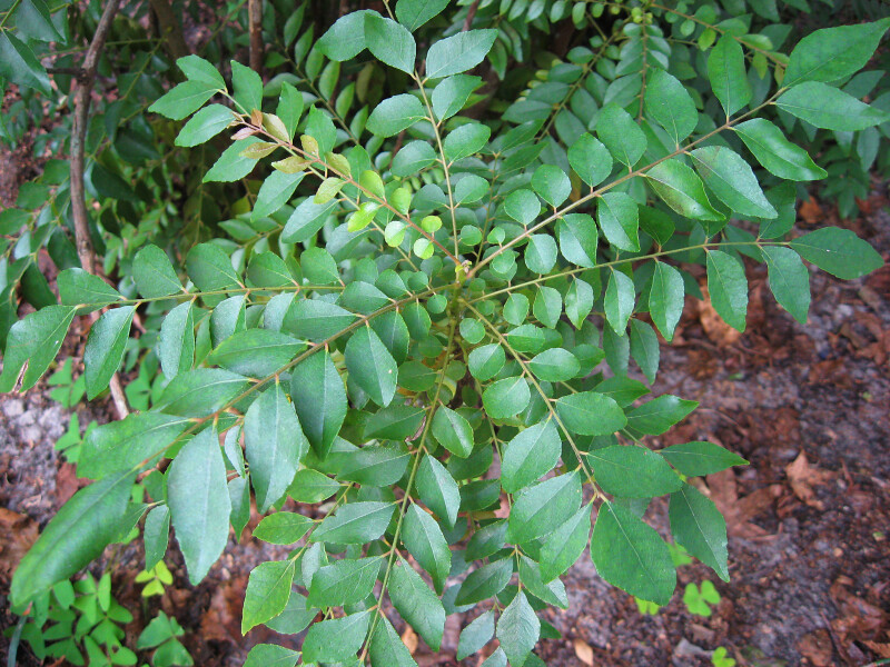 Curry Leaf ClipPix ETC Educational Photos for Students and Teachers
