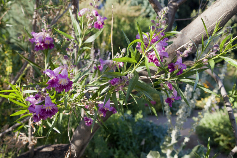 Desert Willow ClipPix ETC Educational Photos for Students and Teachers