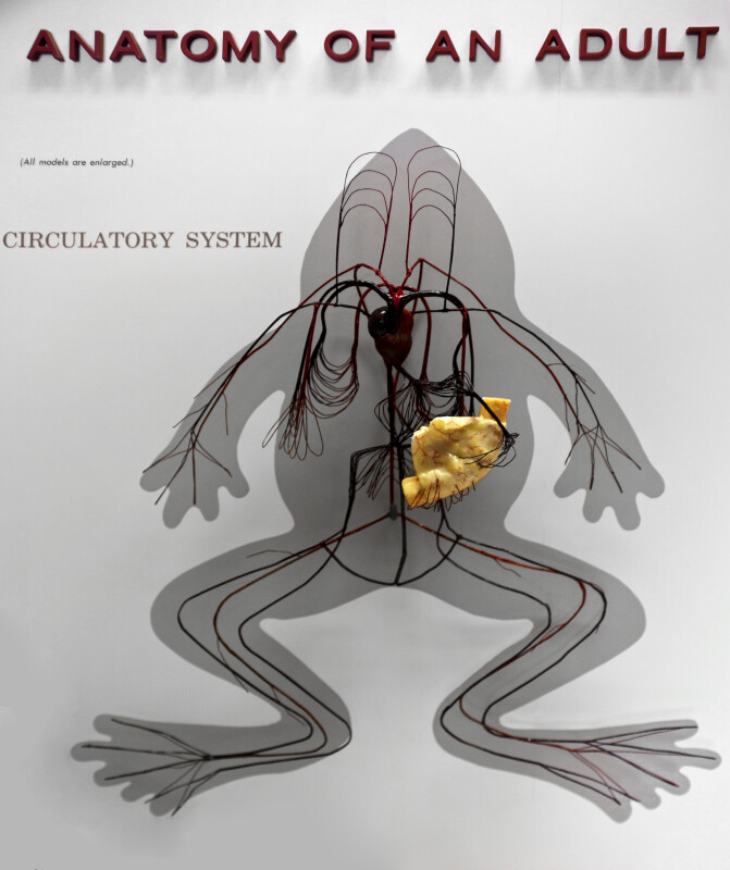 Frog's Circulatory System ClipPix ETC Educational Photos for