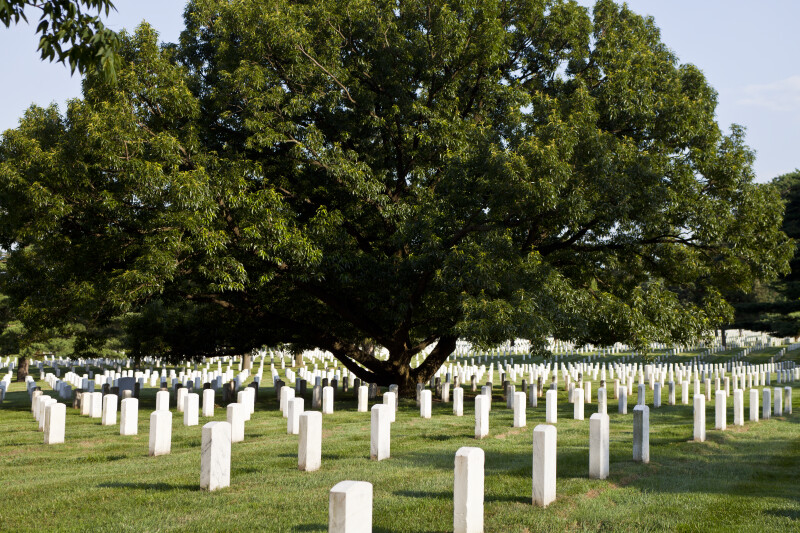 Grave Markers around Tree ClipPix ETC Educational Photos for