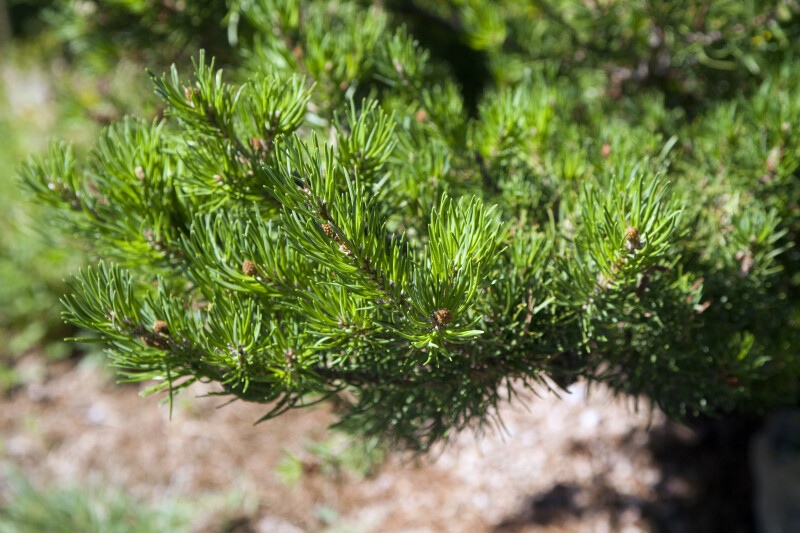 Jack Pine Needles ClipPix ETC Educational Photos for Students and