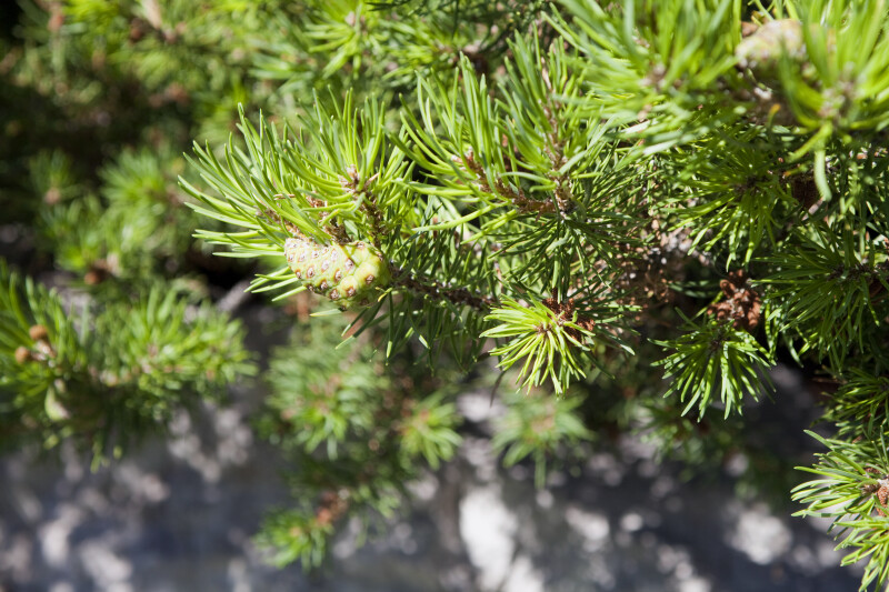 Jack Pine Pinecone ClipPix ETC Educational Photos for Students and