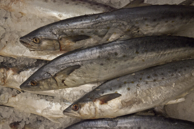 King Fish ClipPix ETC Educational Photos for Students and Teachers