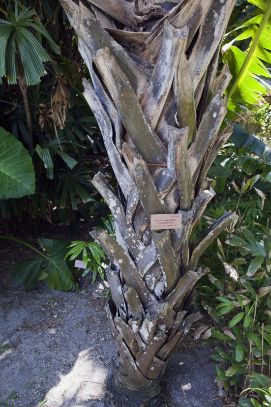 Palm Tree Trunk ClipPix ETC Educational Photos for Students and Teachers