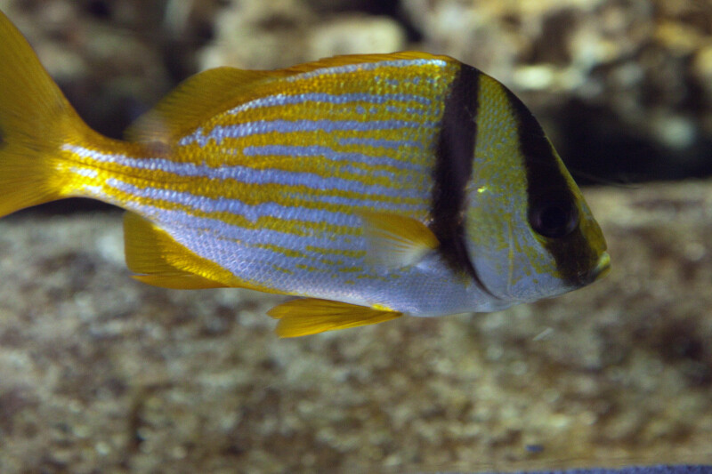 Porkfish ClipPix ETC Educational Photos for Students and Teachers