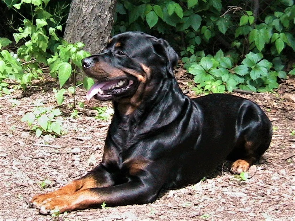 Are Rottweilers Good First Dogs? EtcPets