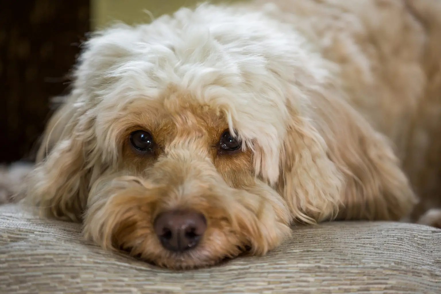 Is a Cockapoo a Good First Dog? EtcPets