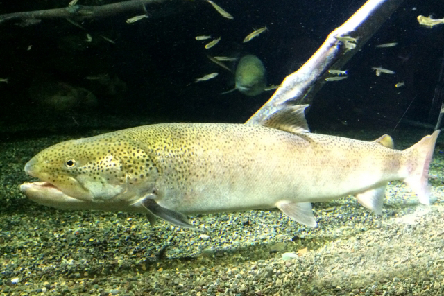 イトウ 鹿をも喰らう伝承を持つ幻の巨大魚