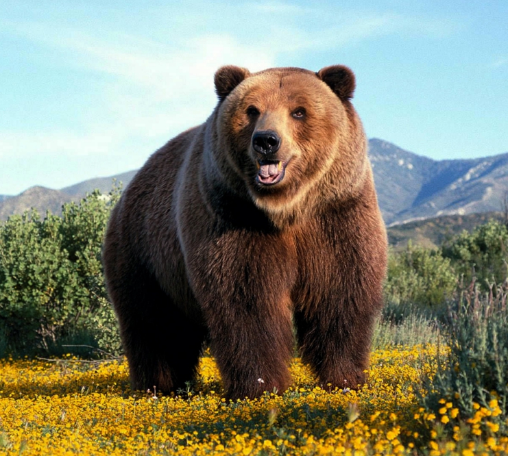 ERYY, FAZZ, TECZ Three New Bear ETFs by Direxion