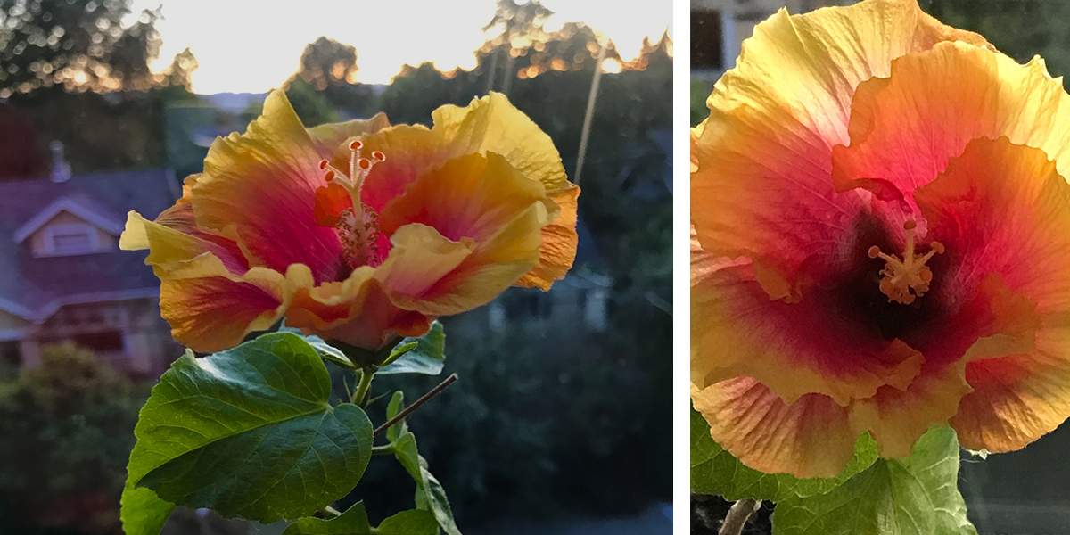How to Grow Hibiscus from a Cutting Ethical Abode