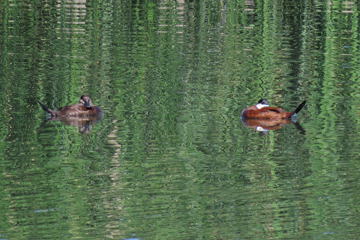 Crooked River Wetlands Complex Ethical Birder