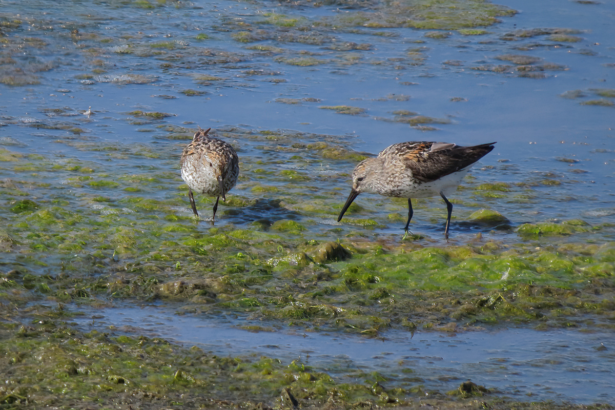 Crooked River Wetlands Complex Ethical Birder