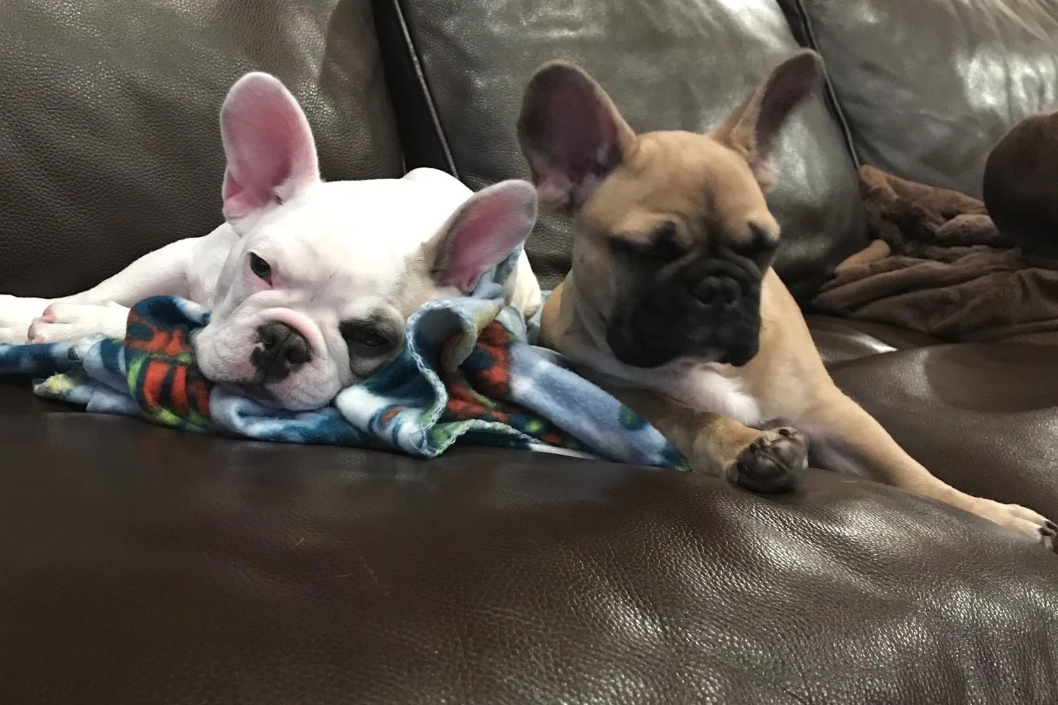 Benefits of Adding a French Bulldog Sibling Ethical Frenchie Ethical