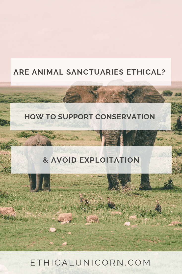 Are Animal Sanctuaries Ethical? How To Support Conservation & Avoid