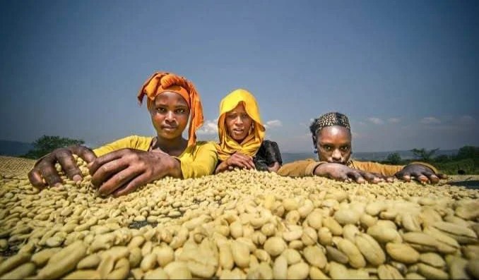 Ethiopia Secures $417 Million from Coffee Export in four Months