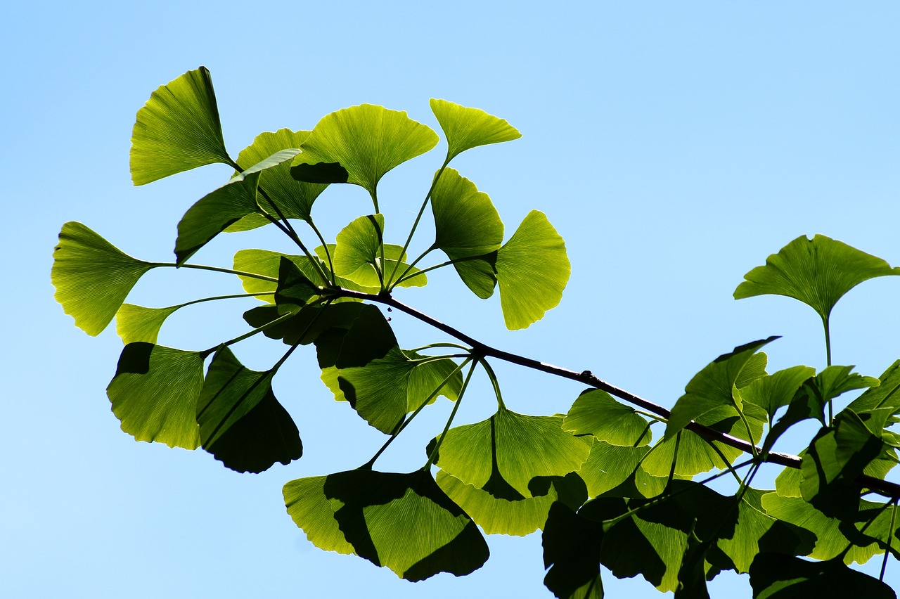 How saving Ginkgo biloba could save humankind Paleobotanical Future