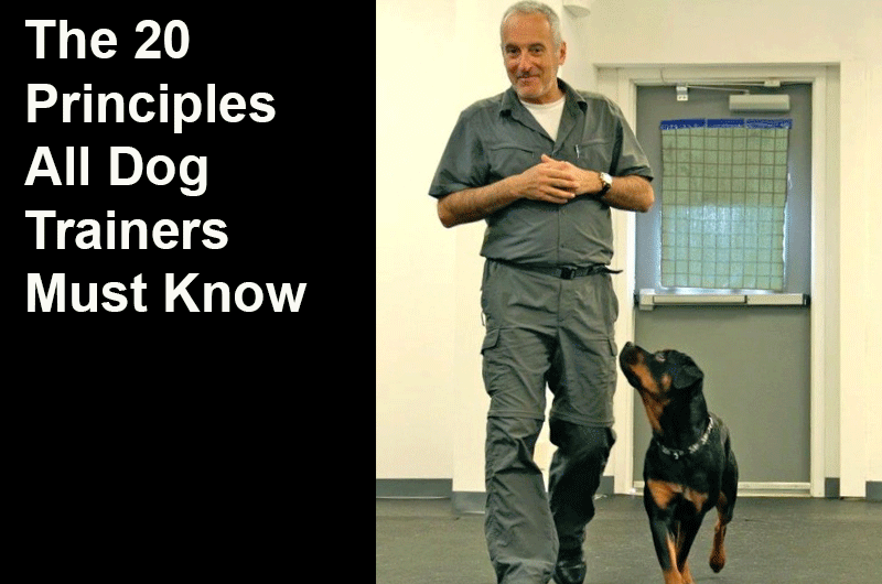 The 20 Principles All Animal Trainers Must Know Ethology Institute