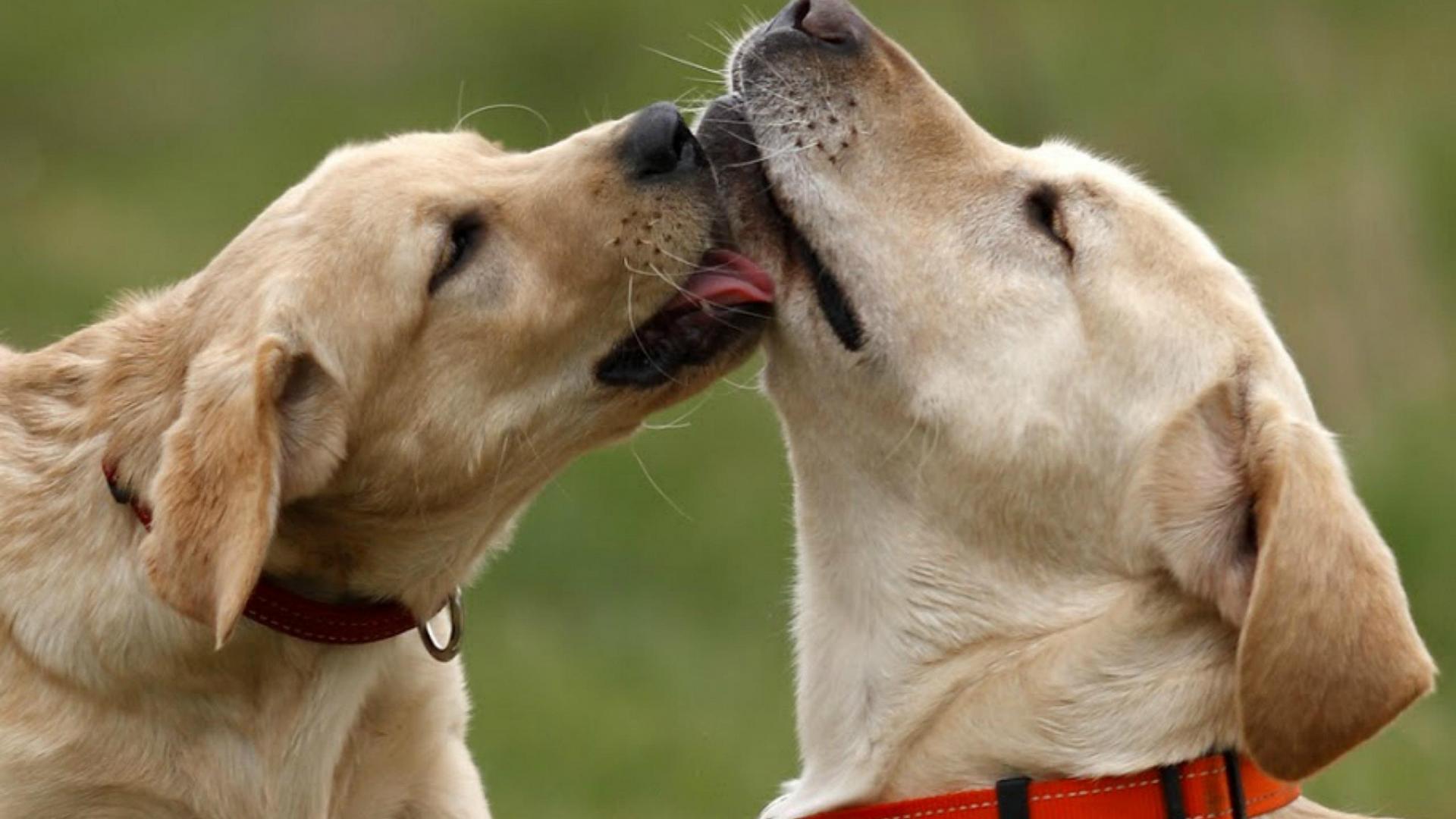 Definitions Ethology Institute Cambridge