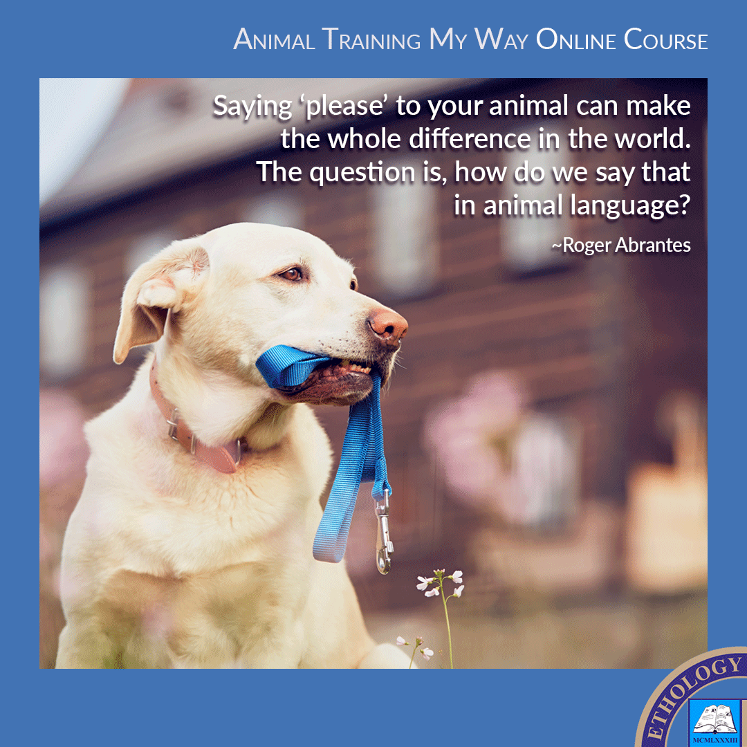 Animal Behavior Archives Ethology Institute