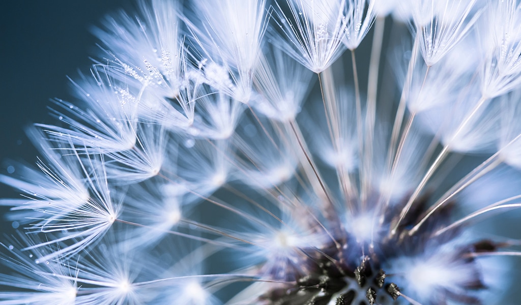 How to Effectively Use Nature Photography