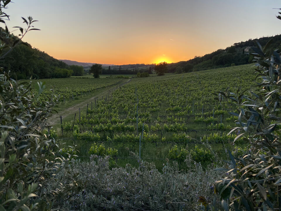 Coucher de soleil sur le vignoble