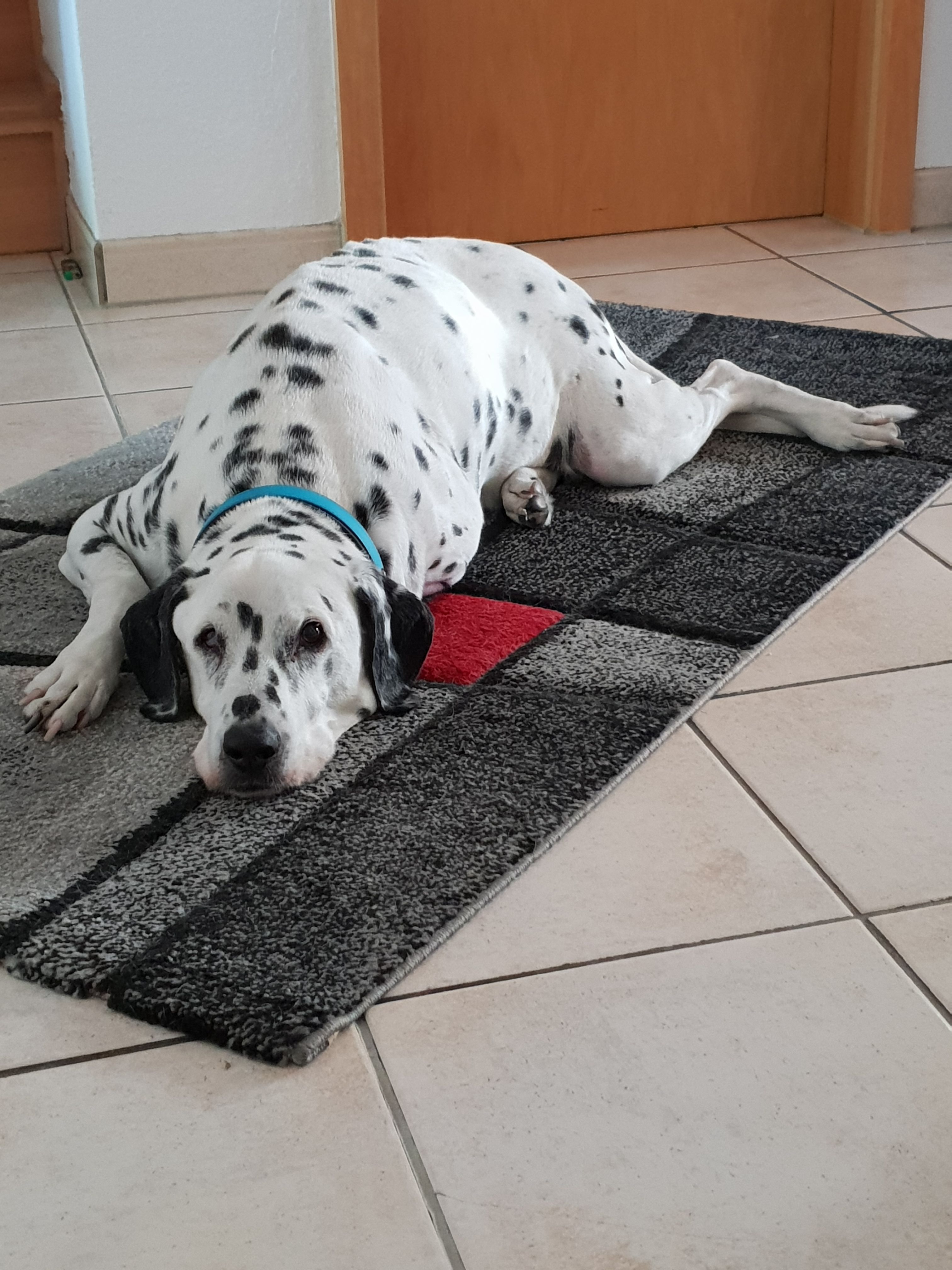 Wie man katzenjahre Menschenjahre in katzenjahre. 20200319