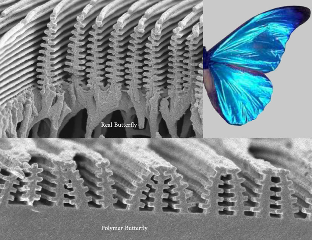 Structural Color E.U. Donev