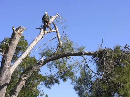 Tree Removal Eugene Tree Removal Superior Tree Service