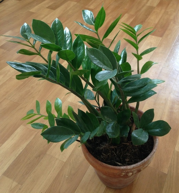 Zamioculcas zamiifolia Euphorbius