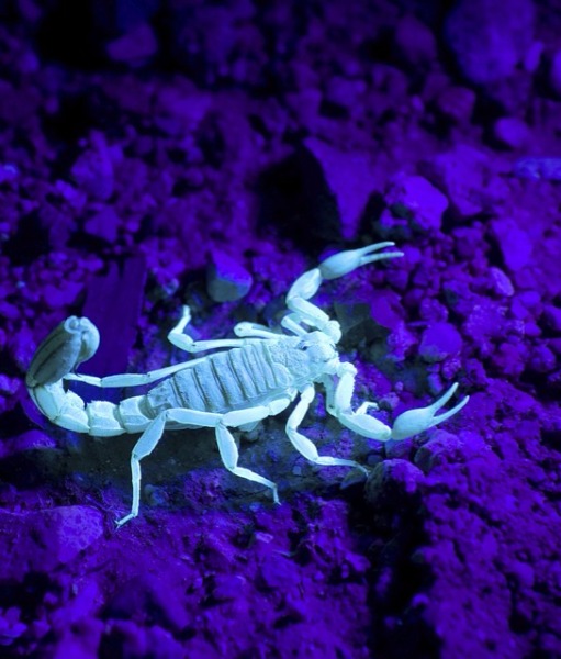 Aiming a Sting at the King Scorpion Venom Drug (Vidatox) to treat