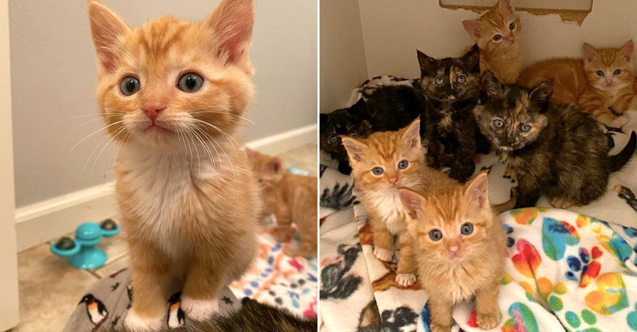 母猫と離ればなれになってしまった7匹の子猫達 保護先で病気を治してもらうと 幸せいっぱいの賑やかな生活が始まる エウレカ