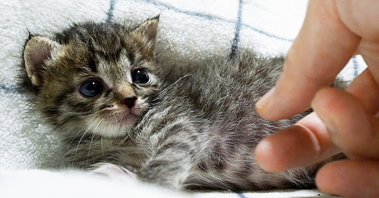 寂しそうな表情の子猫に手を差し伸べると 安心したのかニッコリ笑顔で眠りに落ちる ｪ エウレカ