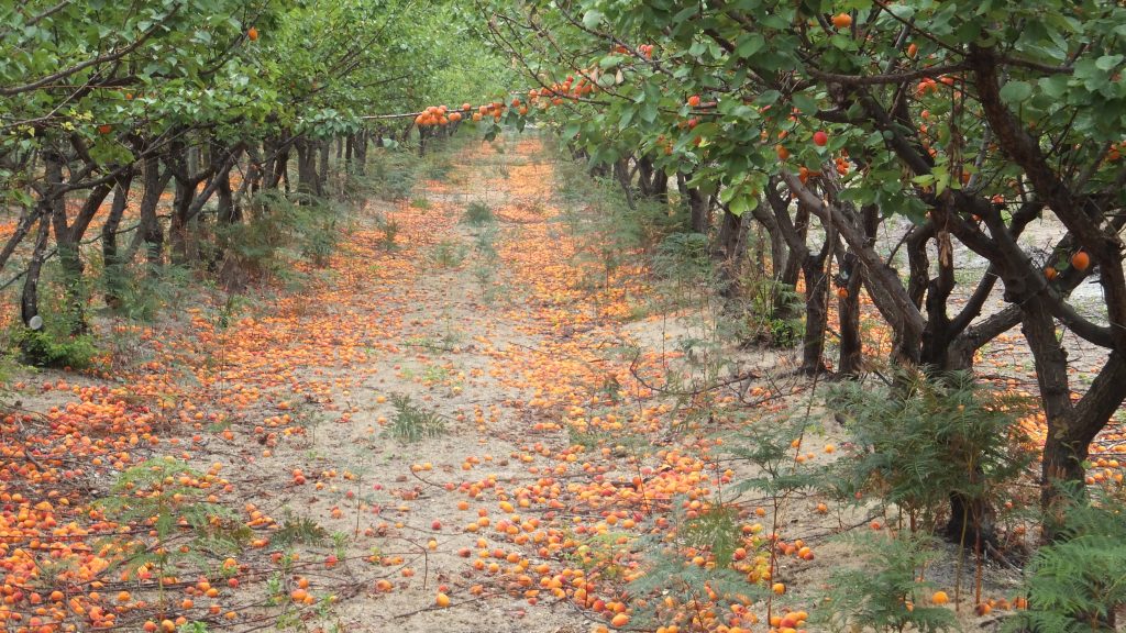 Summer Joys and Woes`